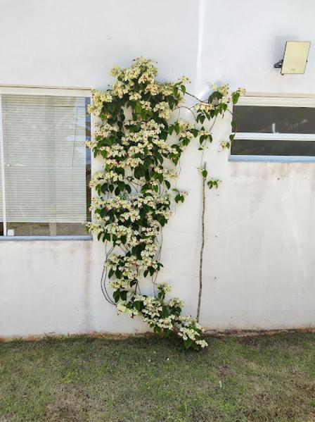 Pousada Recanto Das Margaridas Boicucanga Exterior foto